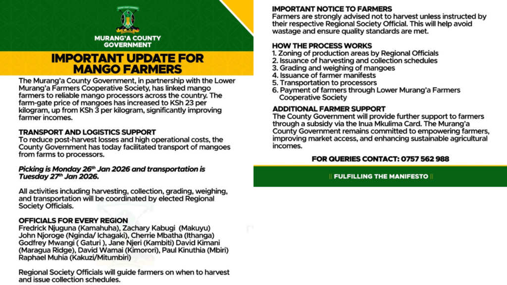 Murang’a County Boosts Mango Prices in Major Win for Farmers