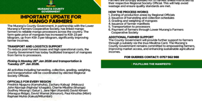 Murang’a County Boosts Mango Prices in Major Win for Farmers