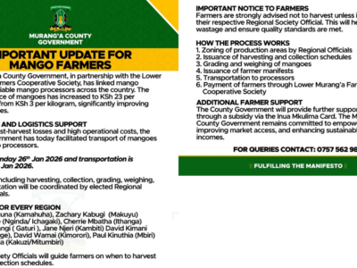 Murang’a County Boosts Mango Prices in Major Win for Farmers