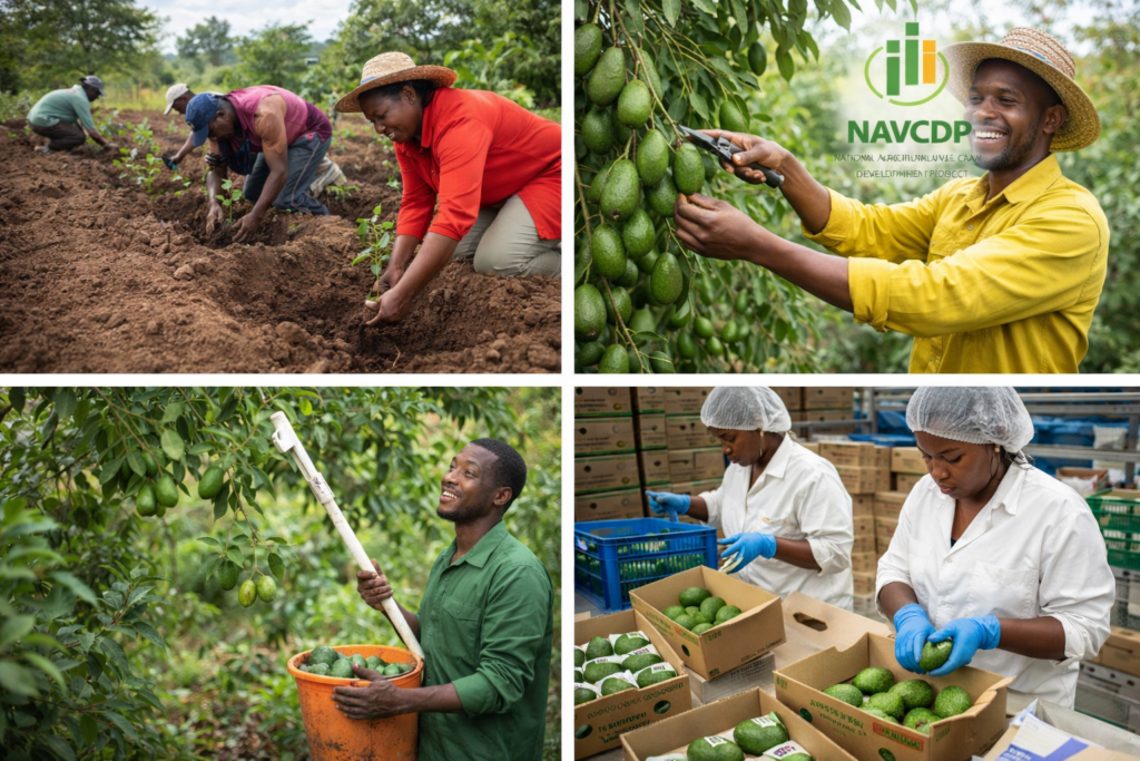 NAVCDP Agripreneur Recruitment 2026. Murang’a County Invites Applications