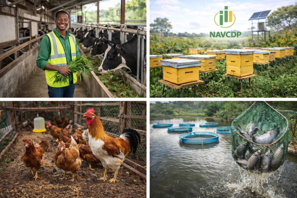 NAVCDP Agripreneur Recruitment 2026. Murang’a County Invites Applications (2)